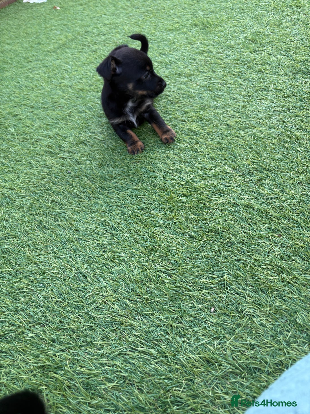Mixed Breed dogs for sale: Yorkshire terrier x jack Russel *READY NEXT WEEK* - Image 19