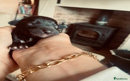 Mixed Breed dogs for sale: Bedlington Whippet cross puppies - Image 2