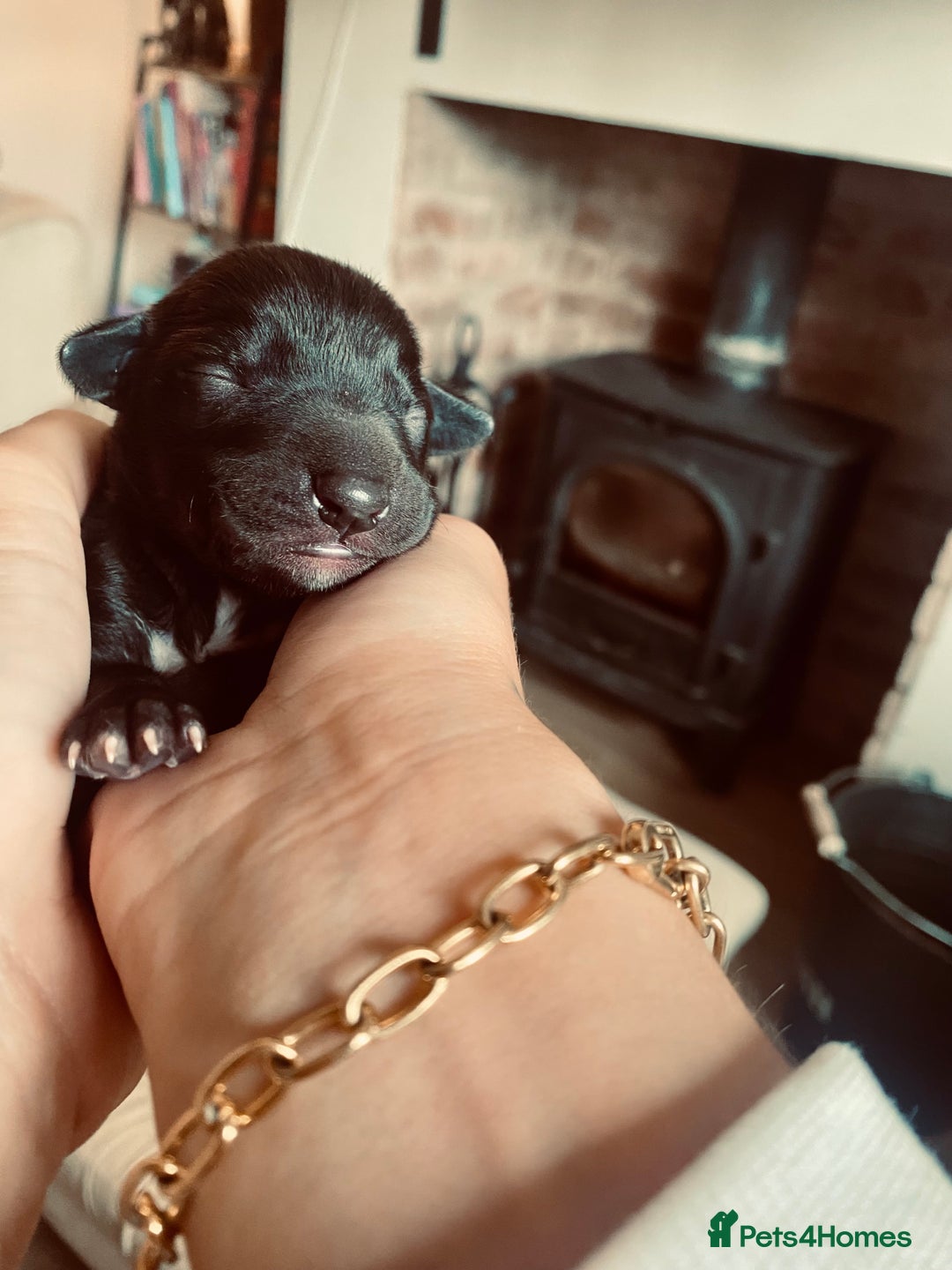 Mixed Breed dogs for sale: Bedlington Whippet cross puppies - Image 2