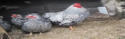 Chickens poultry for sale: Quality Silver Laced Wyandotte Bantam pullets - Advert 5