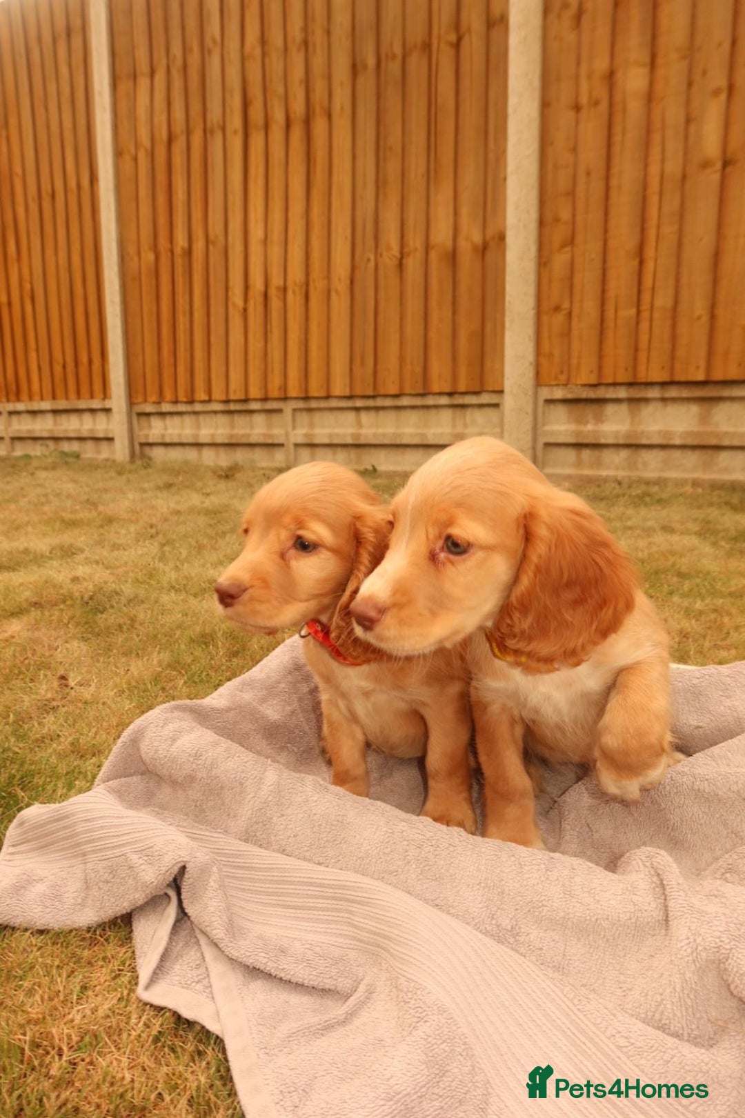 Cocker Spaniel dogs for sale: Cocker Spaniel Puppies - Image 4