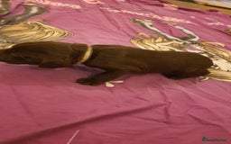 Sprocker dogs for sale: Cocker spaniel x english springer spaniel  - Image 10