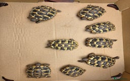 Hermann Tortoise reptiles for sale: 2022-24 Hermanns tortoises for sale - Image 7