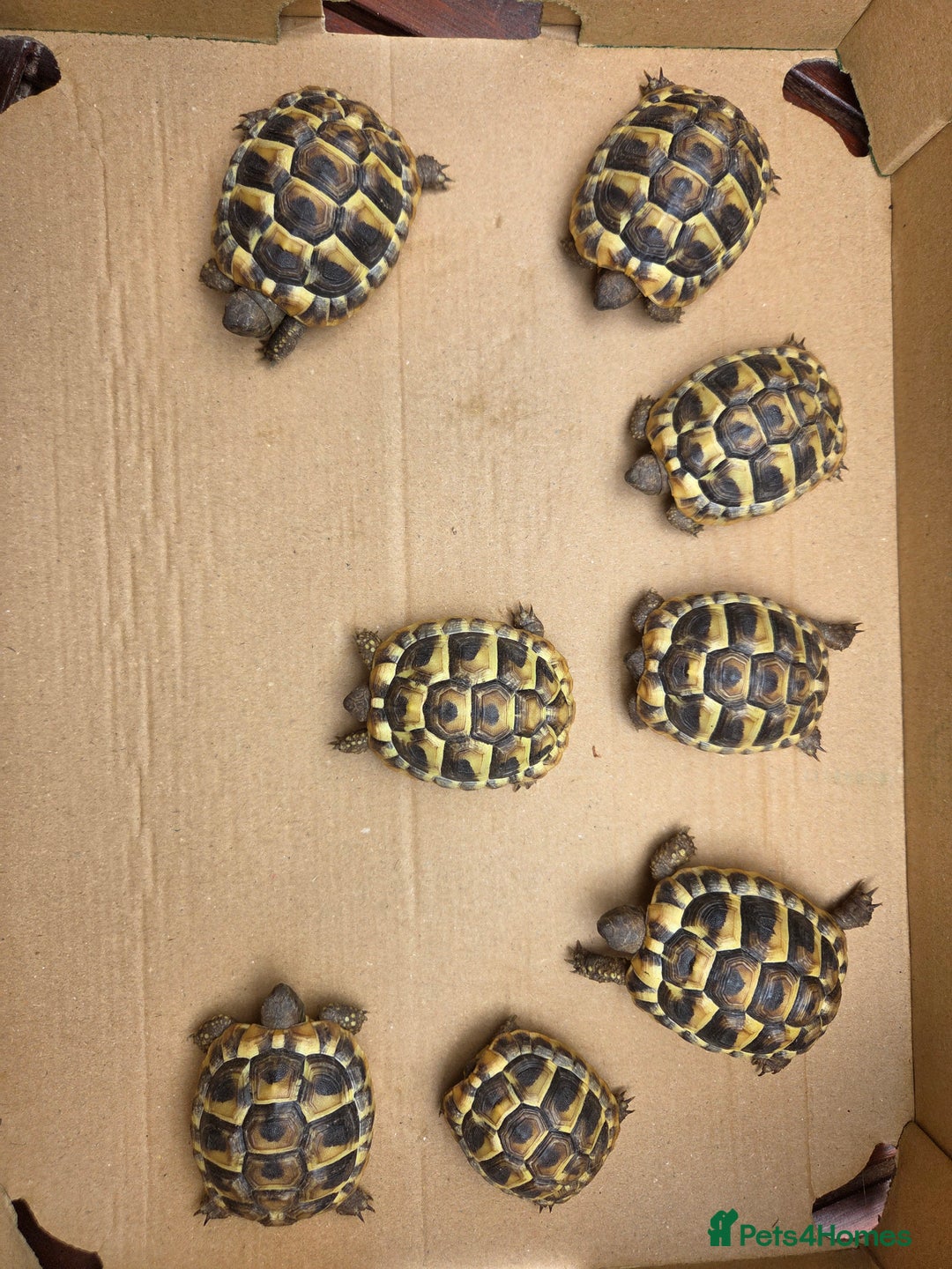 Hermann Tortoise reptiles for sale: 2022-24 Hermanns tortoises for sale - Image 7