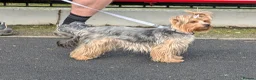 Yorkshire Terrier dogs for sale: Litter of 6 pedigree Yorkshire terriers - Advert 14