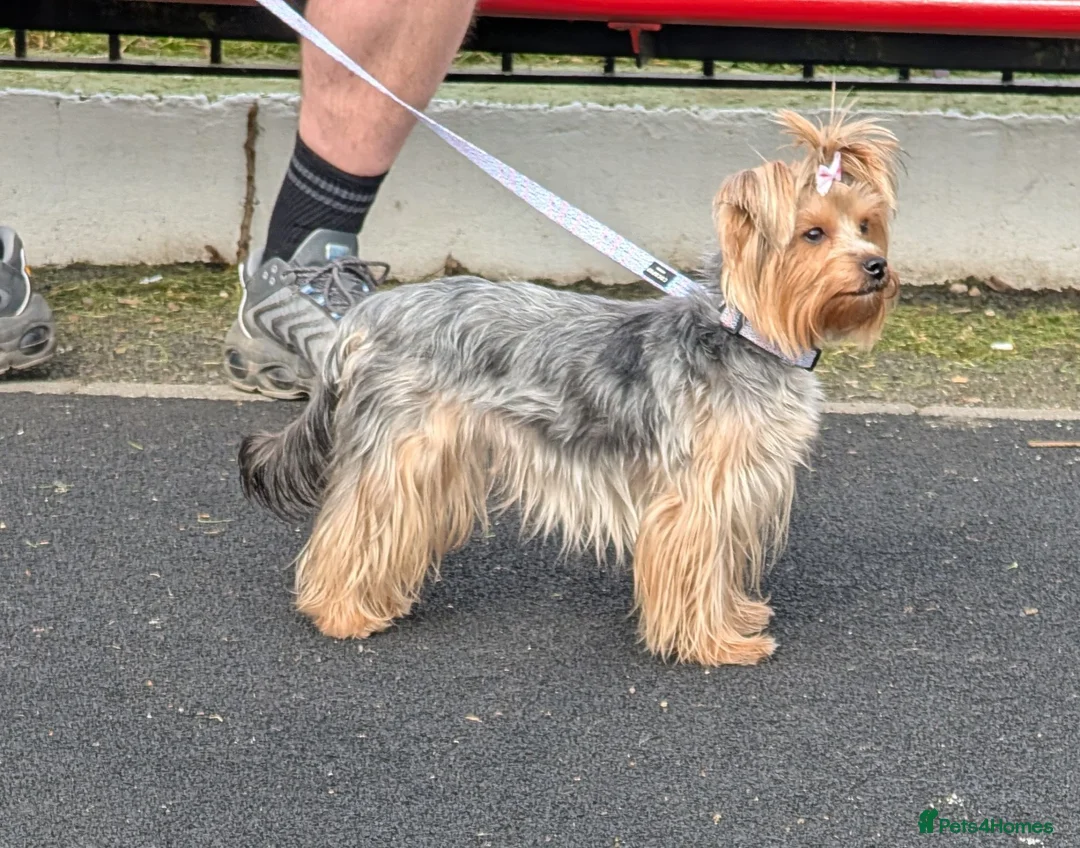 Yorkshire Terrier dogs for sale: Litter of 6 pedigree Yorkshire terriers - Advert 14