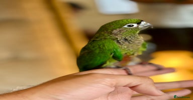 Parrots birds - Advert 2