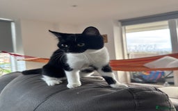 European cats for sale: Tuxedo kitten for sale  - Advert 2