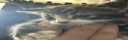 Mixed Breed cats for sale: Male Tabby Kitten in West Drayton - Advert 3