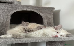 Ragdoll cats for sale: Coco and Willow Male Ragdolls - Advert 12