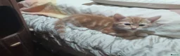 Mixed Breed cats for sale: 4 beautiful and gorgeous kittens😻😸😺😽 in London - Advert 20