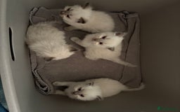 Ragdoll cats for sale: 3 Stunning Ragdoll boys - Image 17