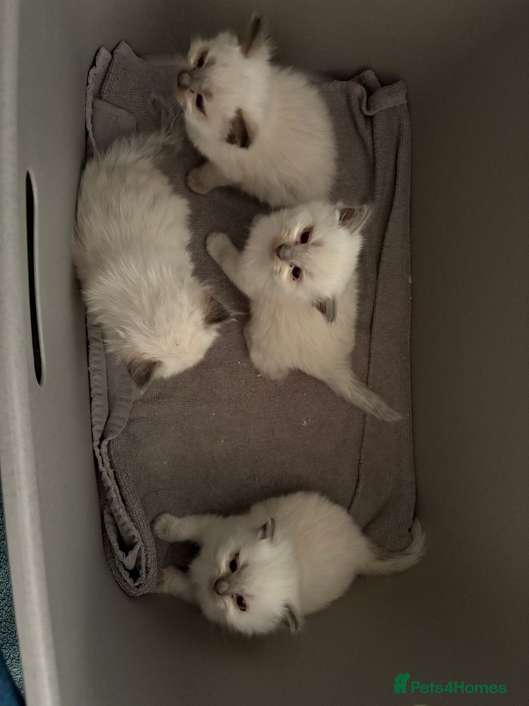 Ragdoll cats for sale: 3 Stunning Ragdoll boys - Image 17