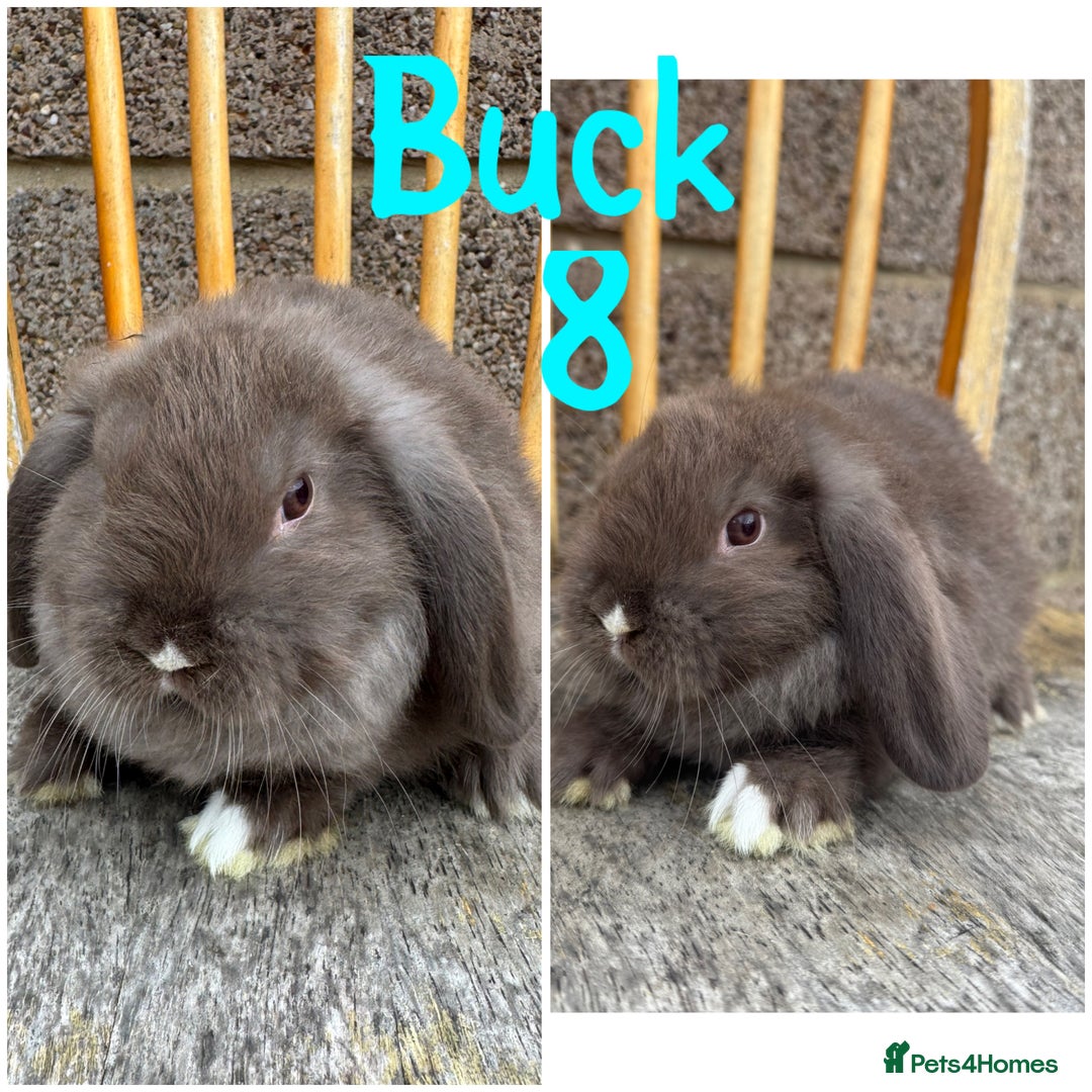 Mini Lop rabbits for sale: Pure breed mini lop male and female  - Image 14