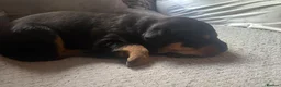Rottweiler dogs for sale: Chunky full rottie pups  - Advert 11