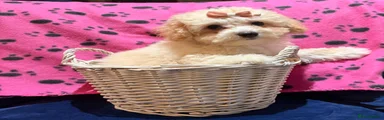 Poochon 3