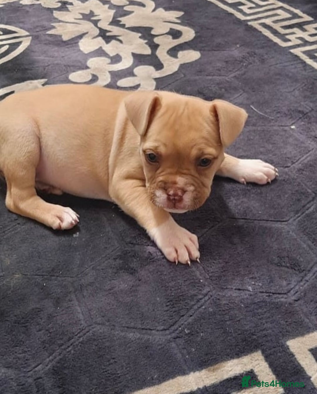 Alapaha Blue Blood Bulldog dogs for sale: Alapaha blue blood bulldog female puppy  - Image 6