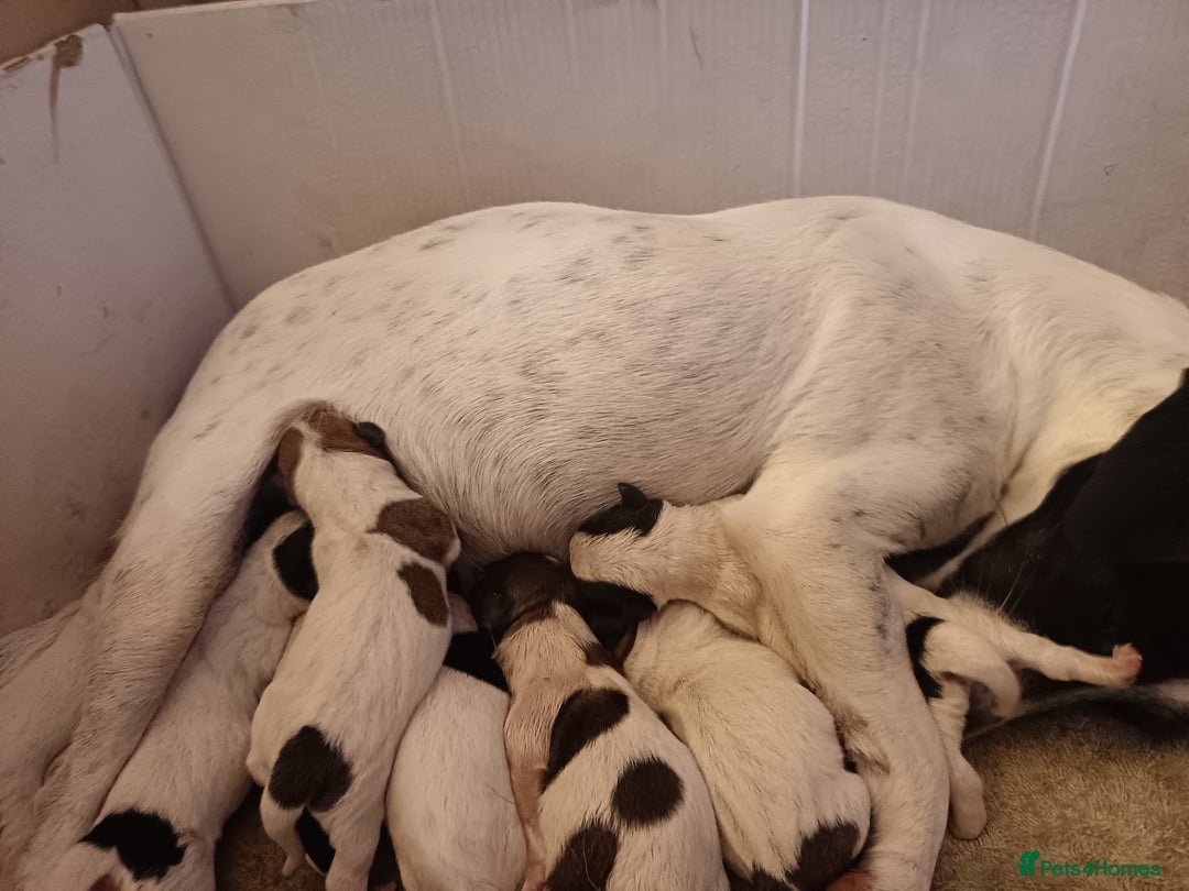 Jack Russell dogs for sale: stunning Jack Russell puppies  - Advert 11