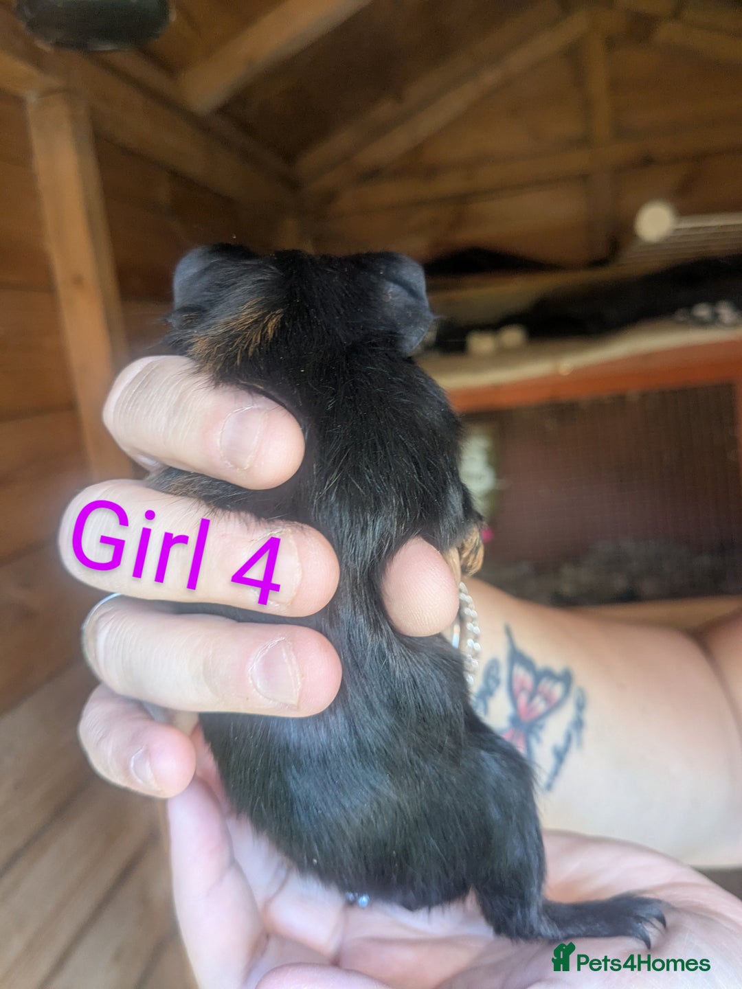 Guinea Pig rodents for sale: Guinea pig girls - Image 9