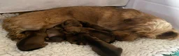 Dachshund dogs for sale: Wirehaired Dachshund, Teckel Puppies - Advert 3