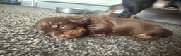 Mixed Breed dogs for sale: French bulldog cross dachsaund - Advert 6
