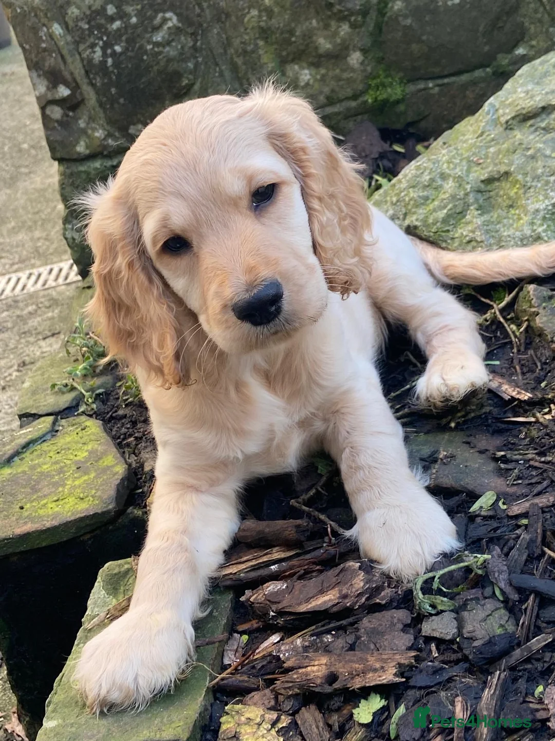 Cockapoo dogs for sale: Show cocker/cockerpoo  - Advert 1