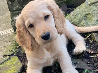 Cockapoo dogs Show cocker/cockerpoo - Advert 6