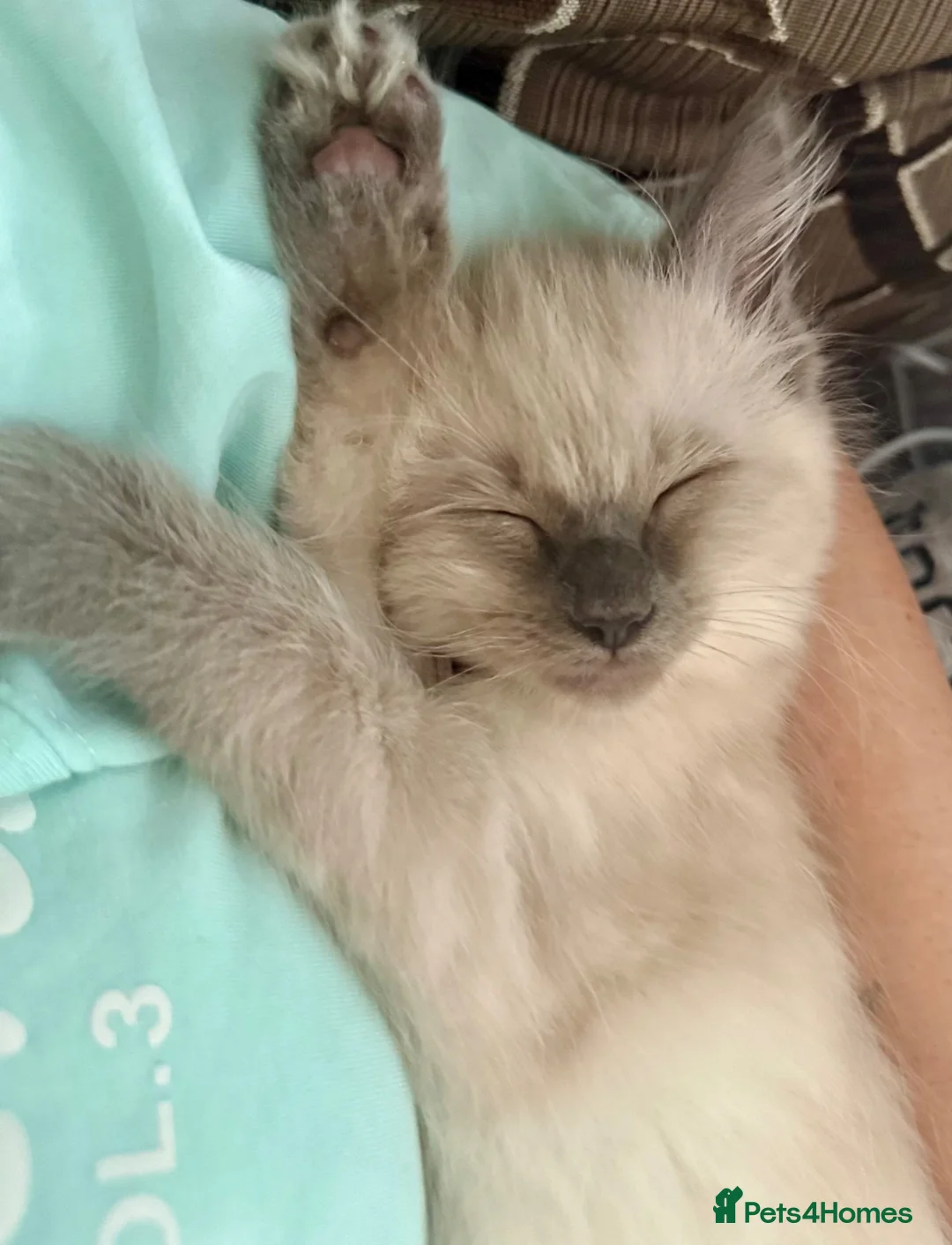 Ragdoll cats for sale: Beautiful 11-Week-Old Ragdoll Kitten 🩷 - Advert 2