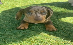Dachshund dogs for sale: Dachshund Puppies - Image 1