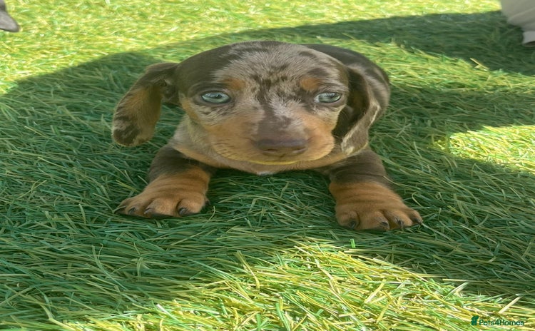 Dachshund dogs - Advert 2