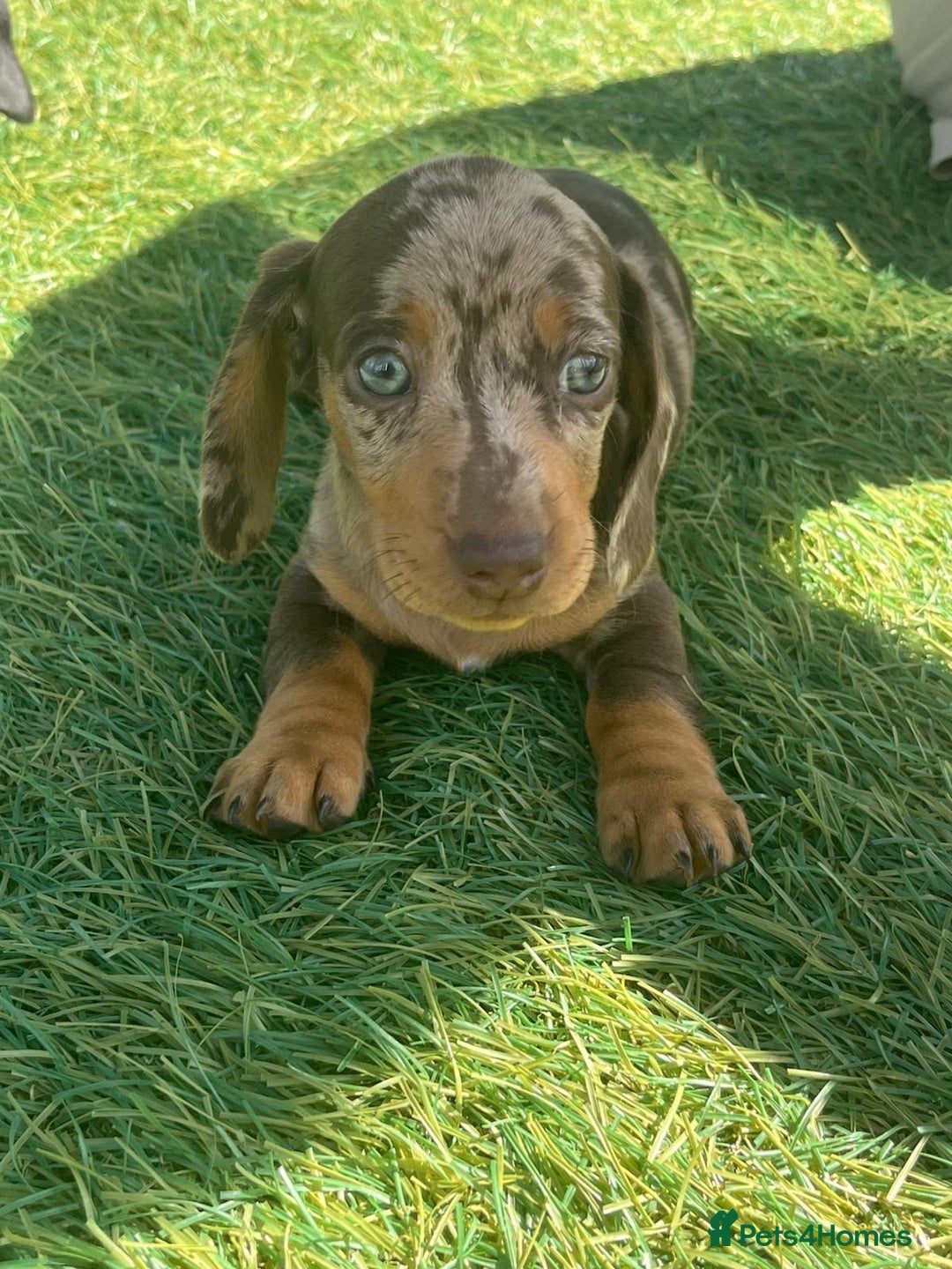 Dachshund dogs for sale: Dachshund Puppies - Image 1