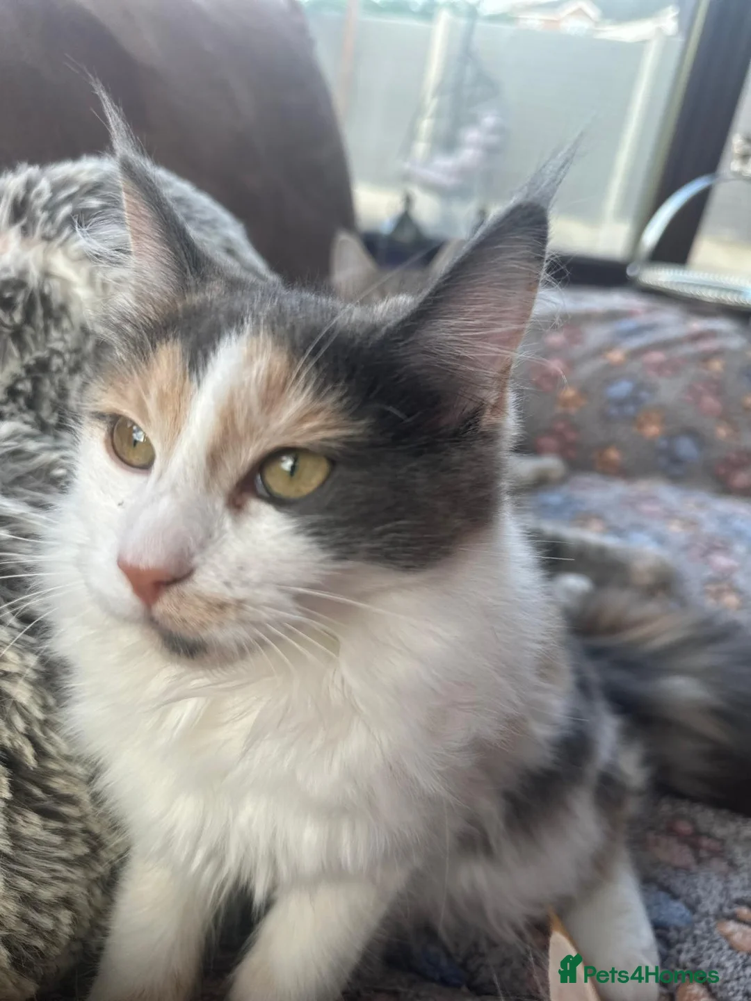 Mixed Breed cats for sale: 🐾 Beautiful Ragdoll x Maine Coon Kittens 🐾 in Hebburn - Advert 6