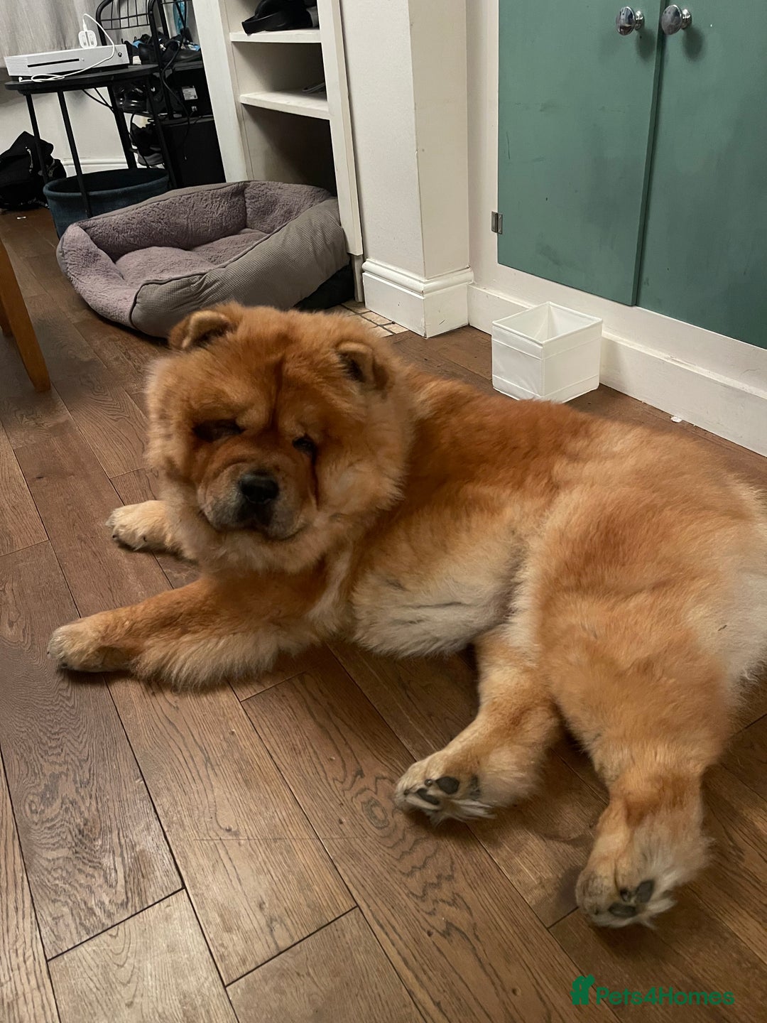 Chow Chow dogs for sale:  Chow chow  - Advert 16