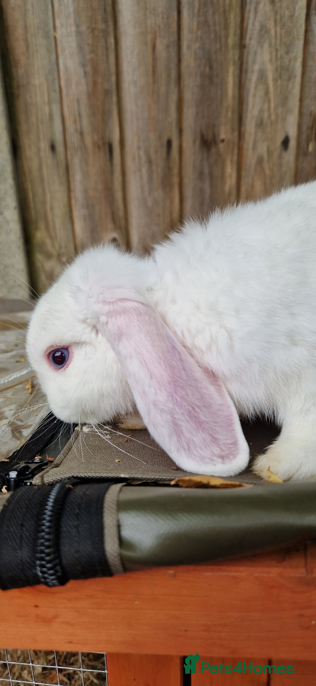 Mini Lop rabbits for sale: White, Blue eyed Mini lop Buck - Image 8