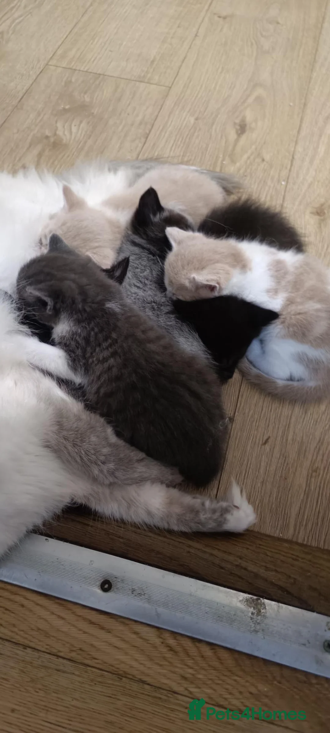 Mixed Breed cats for sale: Half-Ragdoll Kittens for Sale 🐱 - Advert 4