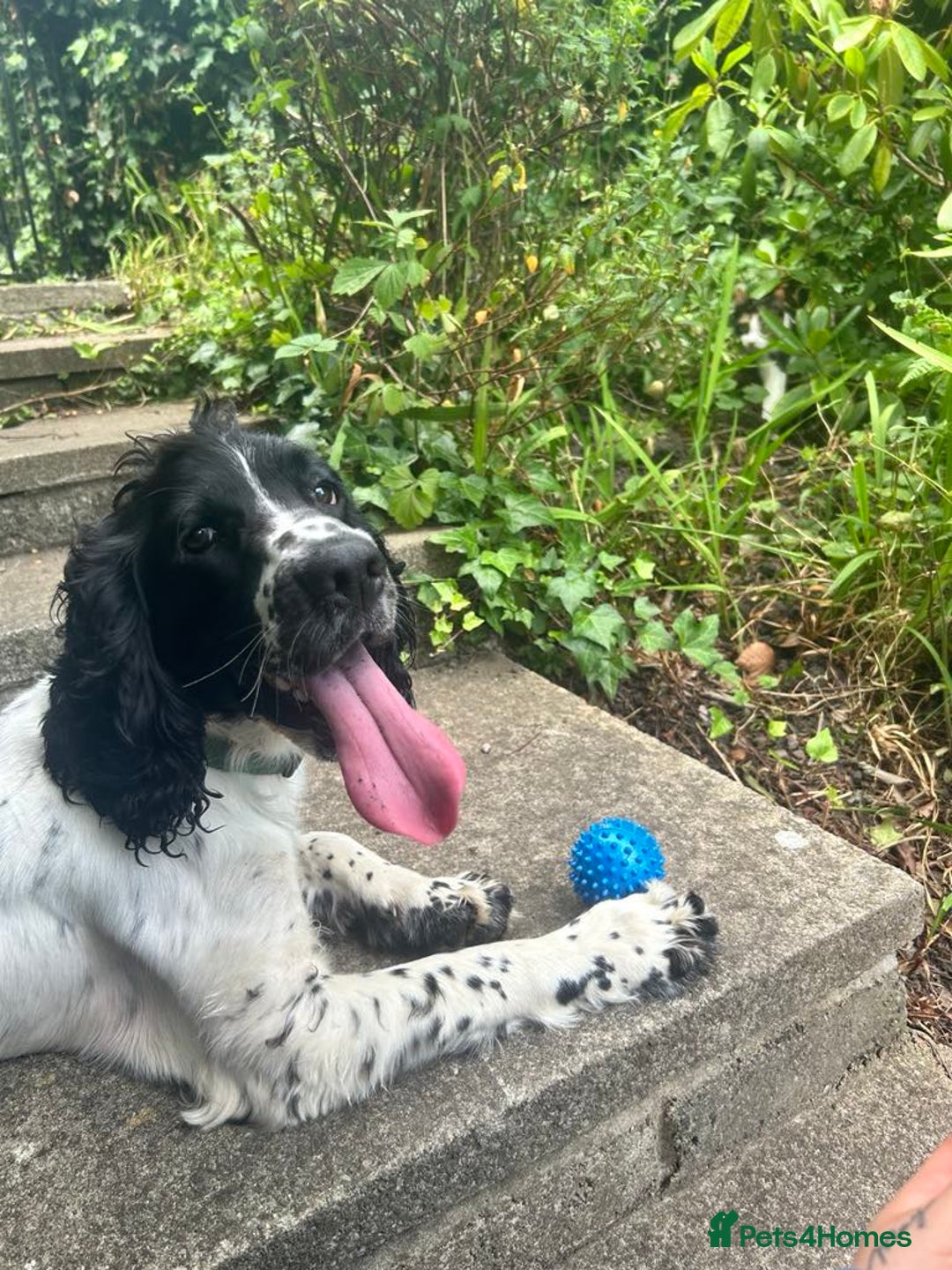 Sprocker dogs for sale: Boy Sprocker Spaniel Needing New Home - Image 3