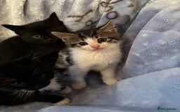 Mixed Breed cats for sale: Beautiful kittens - Image 4