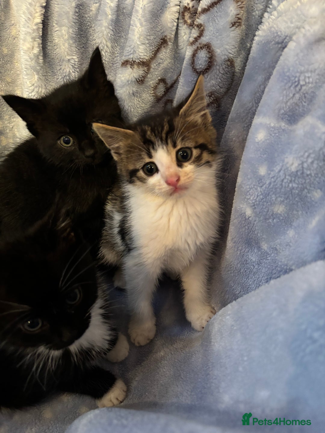 Mixed Breed cats for sale: Beautiful kittens - Image 4