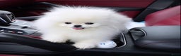 Pomeranian dogs for sale: 12 week old teddy bear Pomeranian white beautiful! - Advert 7