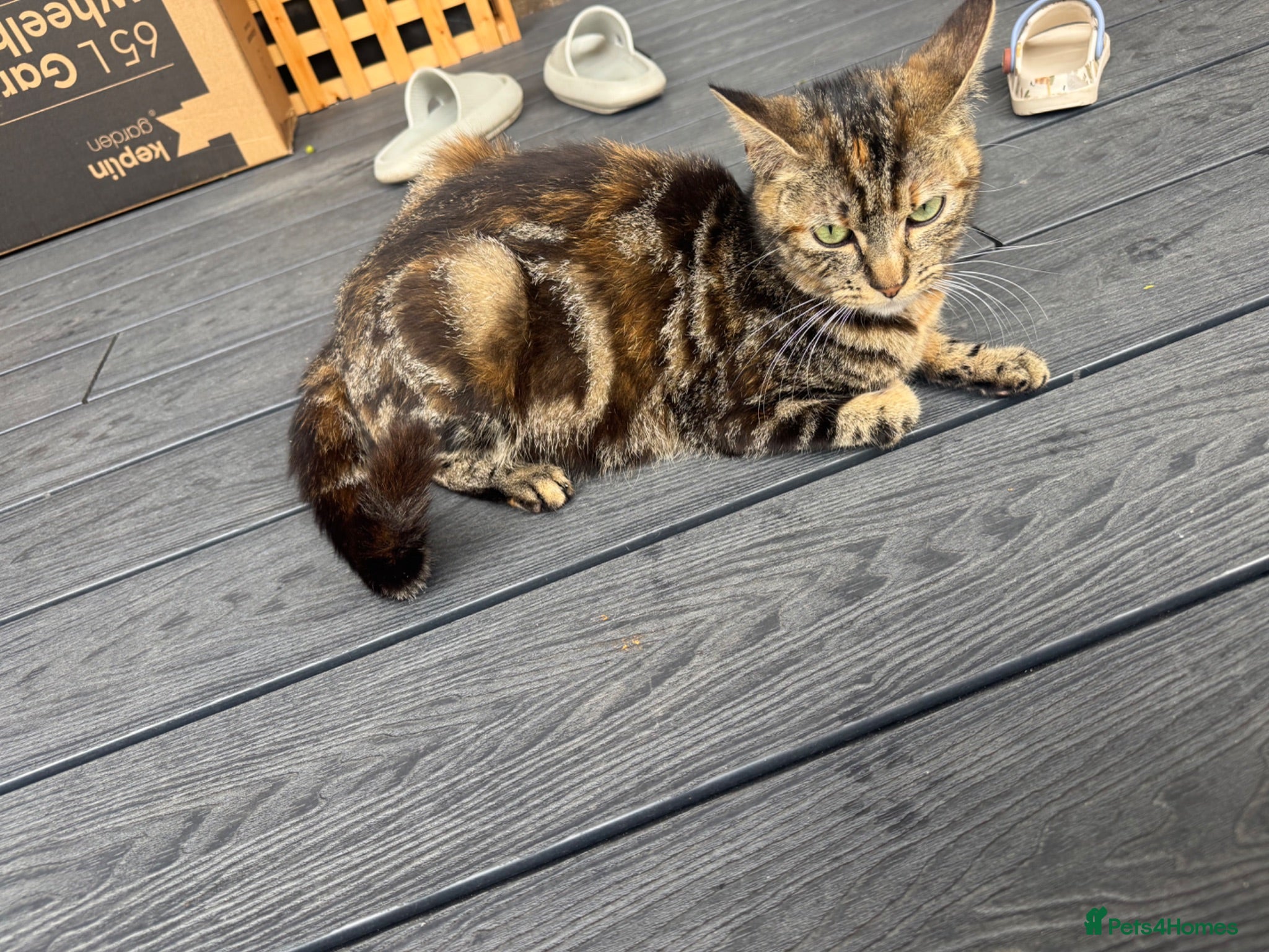 Mixed Breed cats Sell mother and kitten  - Advert 1