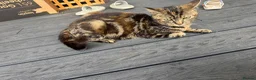 Mixed Breed cats for sale: Sell mother and kitten  in Romford - Advert 1