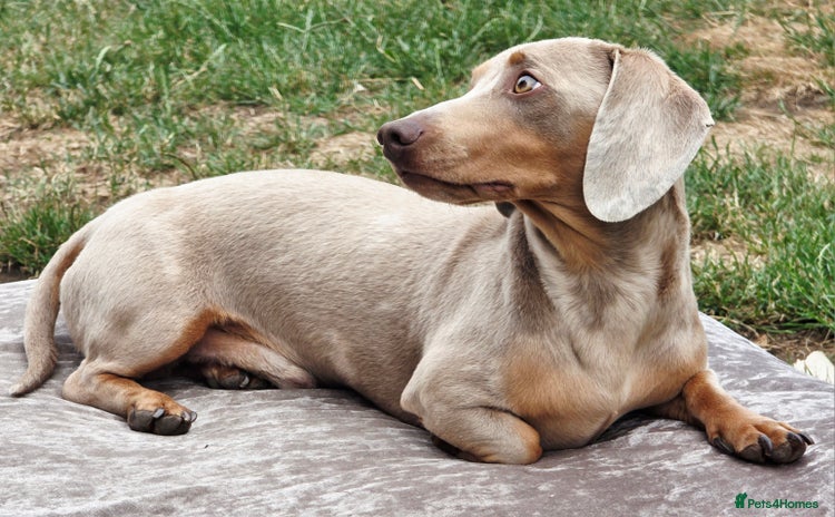 Miniature Dachshund dogs in Doncaster - Advert 8