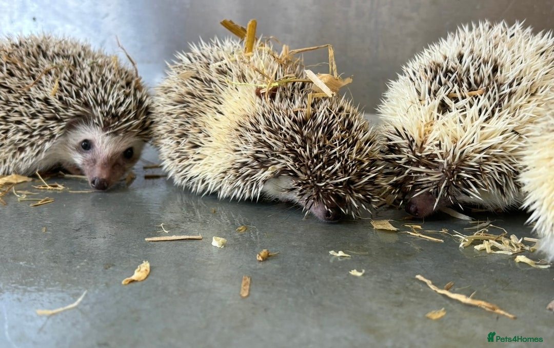 Pygmy Hedgehog rodents for sale: Baby African Pygmy hedgehogs  - Advert 5