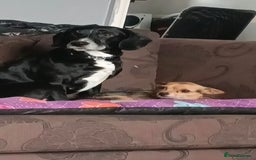 Mixed Breed dogs for sale: Two beautiful dogs for sale  - Image 3
