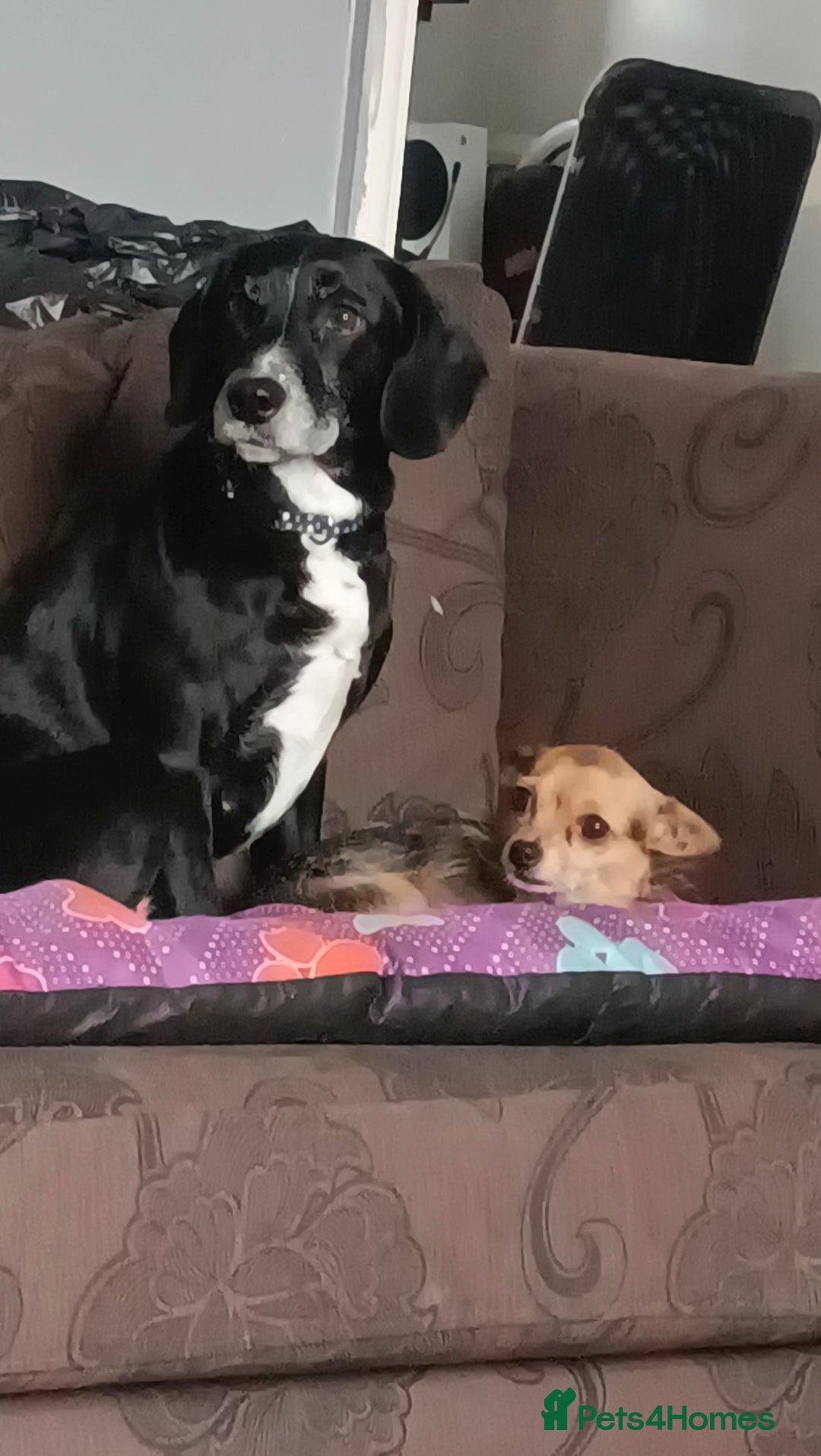 Mixed Breed dogs for sale: Two beautiful dogs for sale  - Image 3