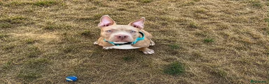 American Bully 1