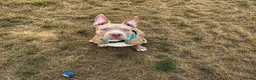 American Bully dogs for sale: Pocket bully pup - Advert 2