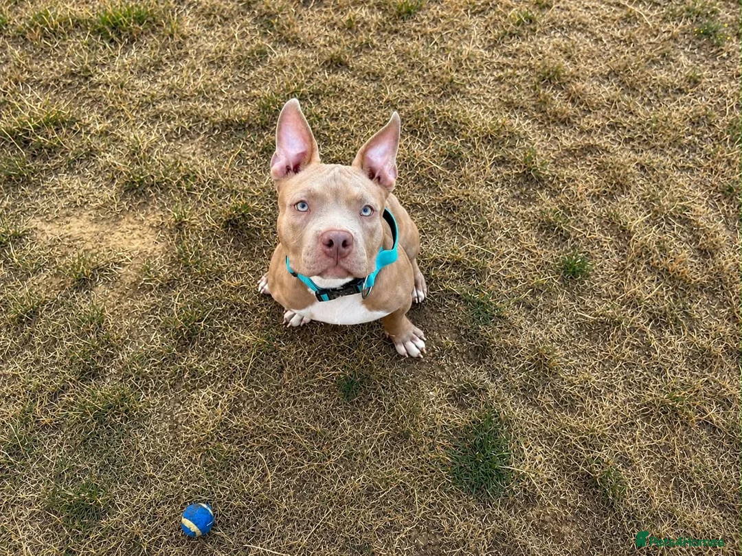 American Bully dogs for sale: Pocket bully pup - Advert 2