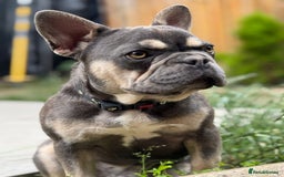 French Bulldog dogs for sale: French Bulldog -Female-Blue & Tan - Image 4