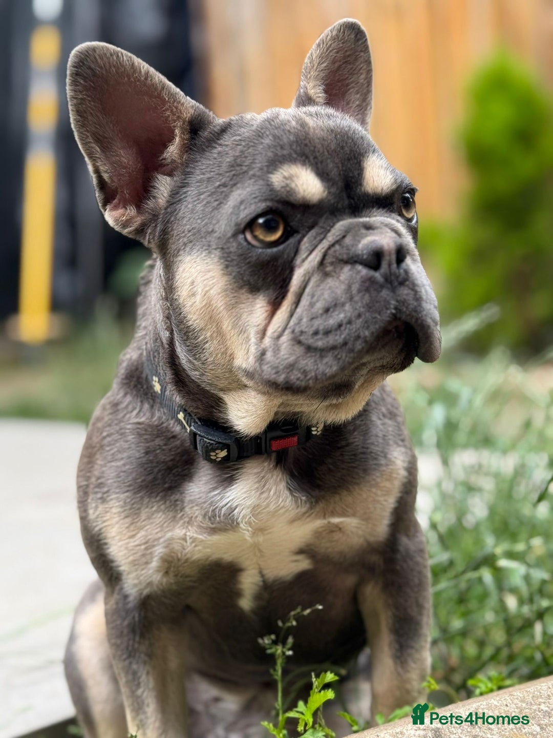 French Bulldog dogs for sale: French Bulldog -Female-Blue & Tan - Image 4